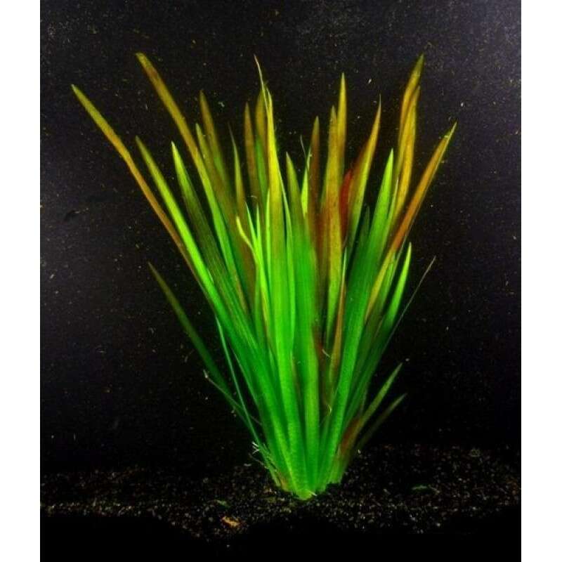 Vallisneria nana Rubra