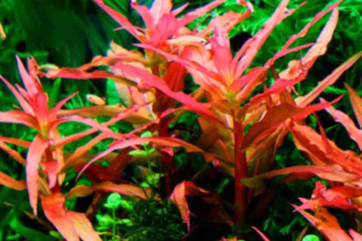 Ammania Copper leaf (senegalensis)