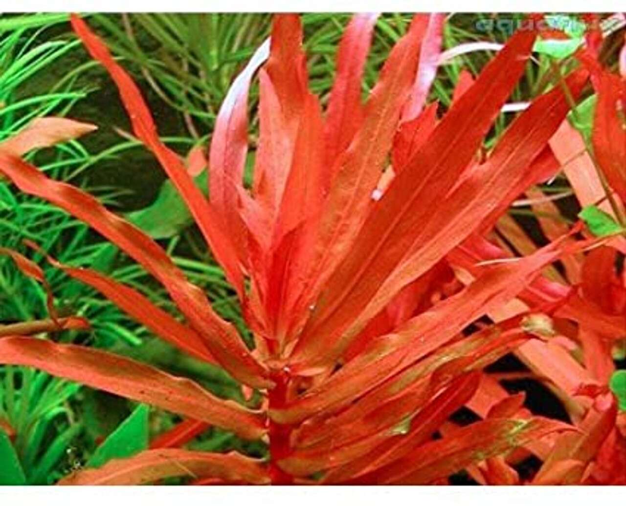 Ammania Copper leaf (senegalensis)