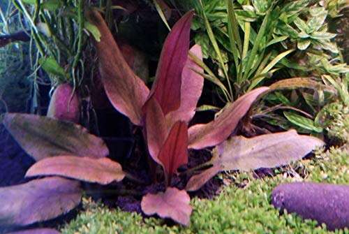 Cryptocoryne Pechii Pink