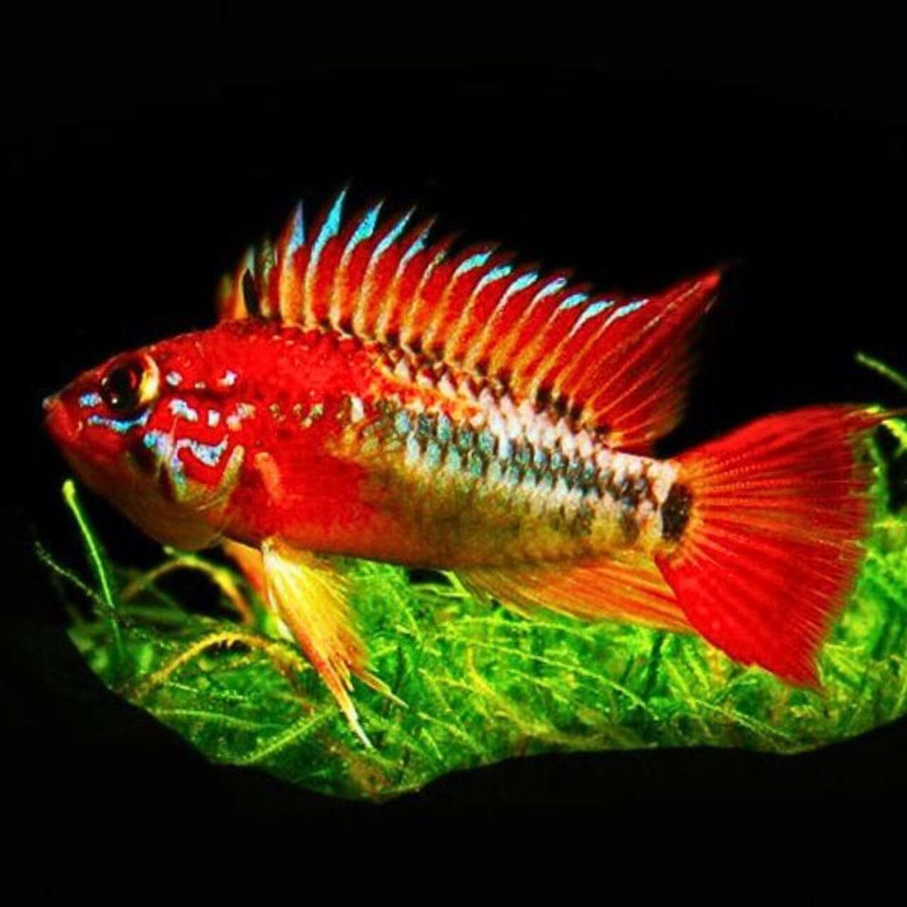 Apistogramma macmasteri """"""""Ashaninka"""""""" extreme red