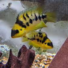 Amatitlania nanolutea