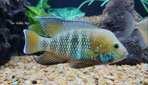 Andinoacara stalsbergi