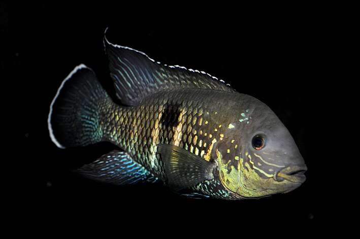 Enigmatochromis lucanusi