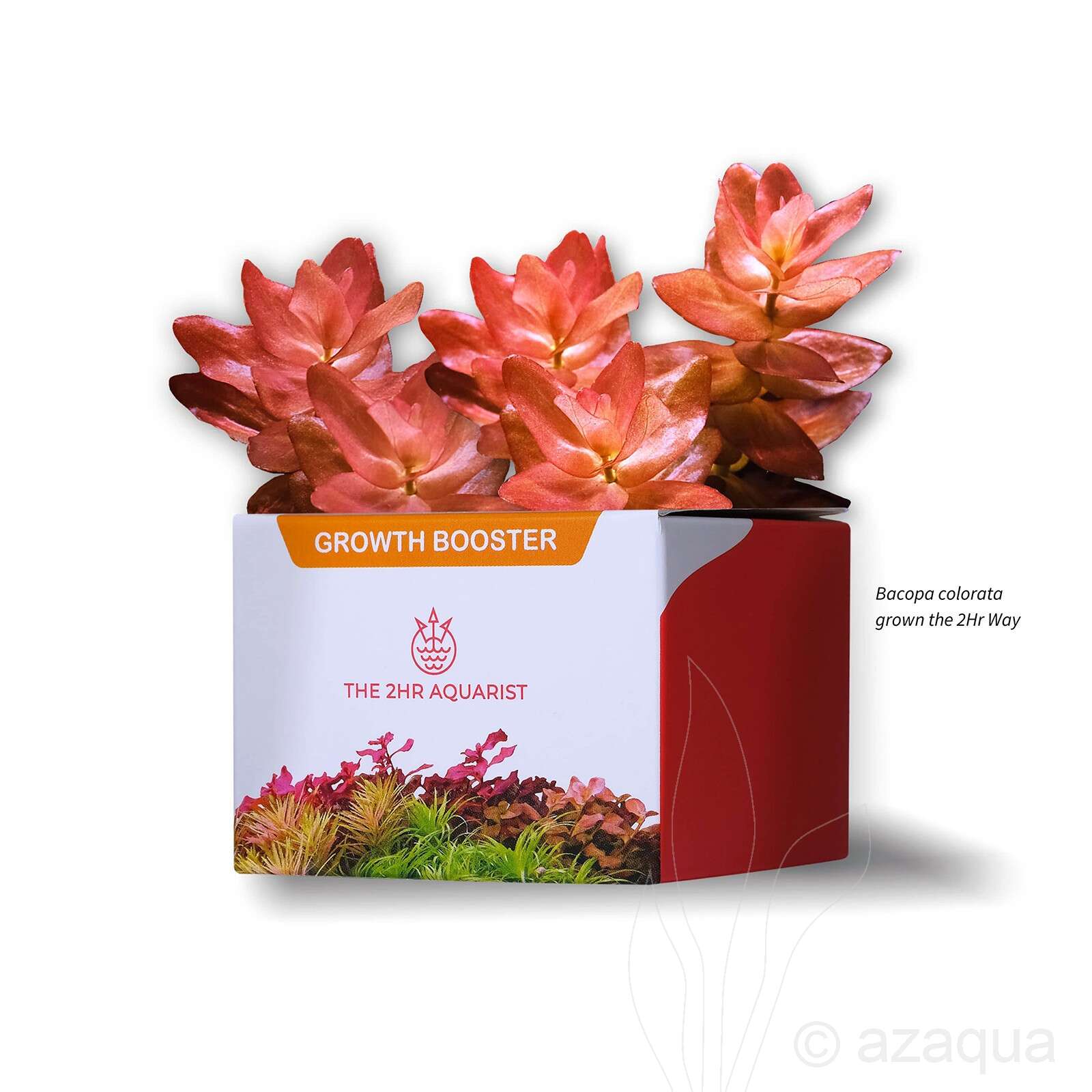 The 2hr Aquarist APT J/Jazz 18