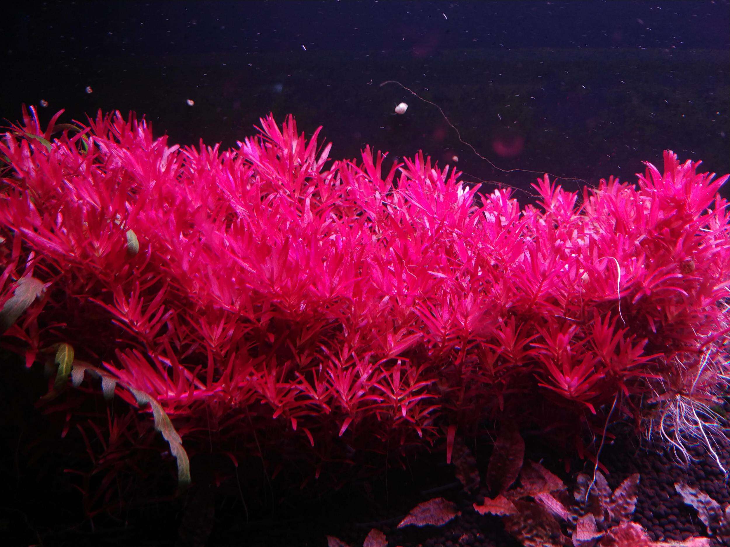 Rotala Singapore Blood red