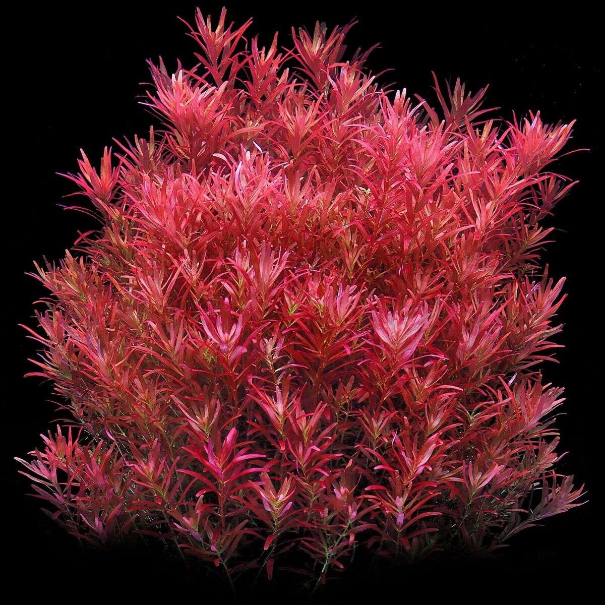 Rotala Singapore Blood red