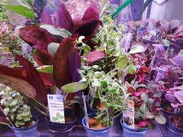 Echinodorus Harbig red