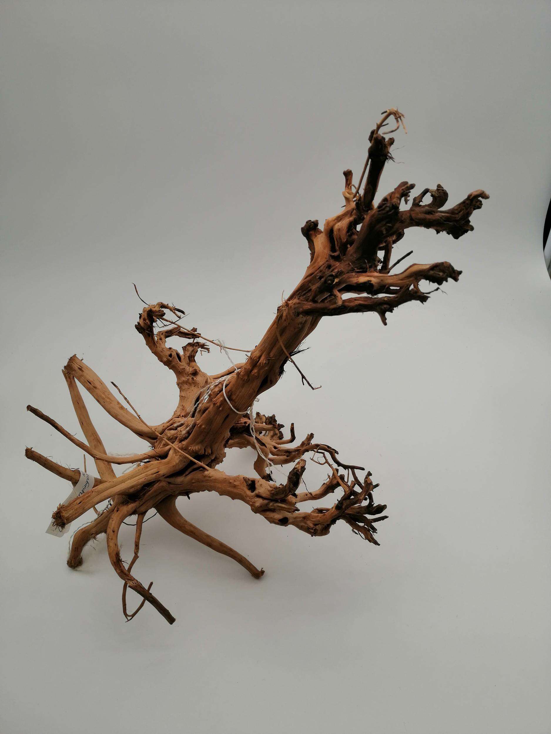 Aqualex Scapingrot nr.10 36,26cm