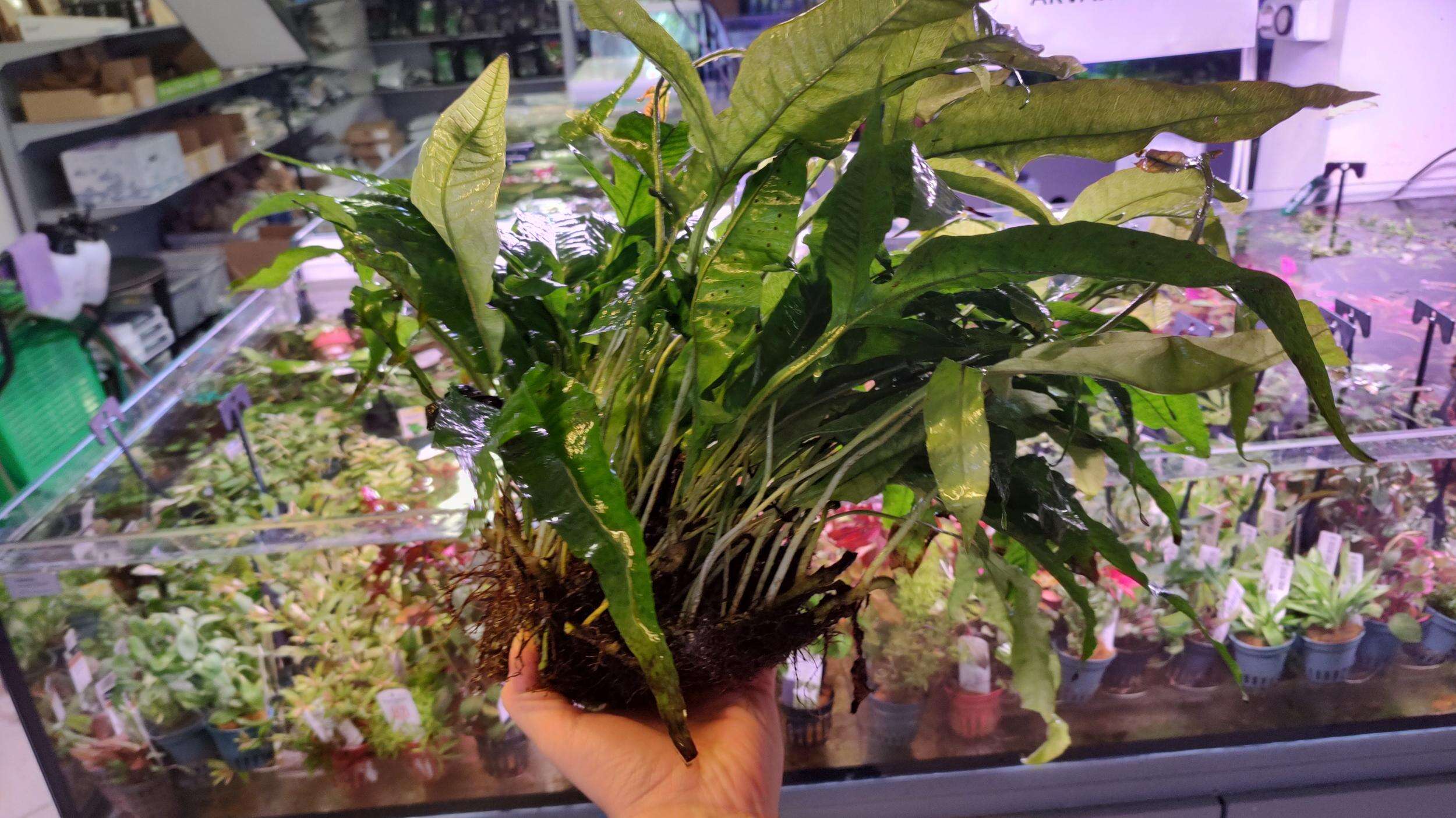 Microsorum Pteropus XL 2