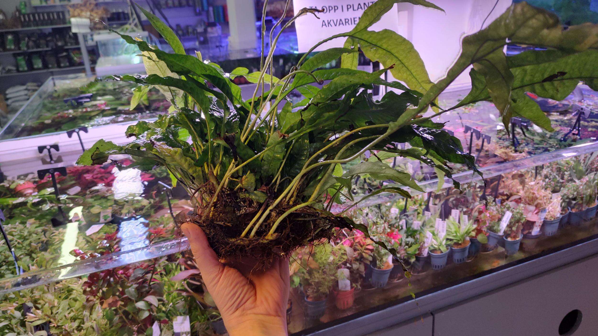 Microsorum Pteropus XL 1