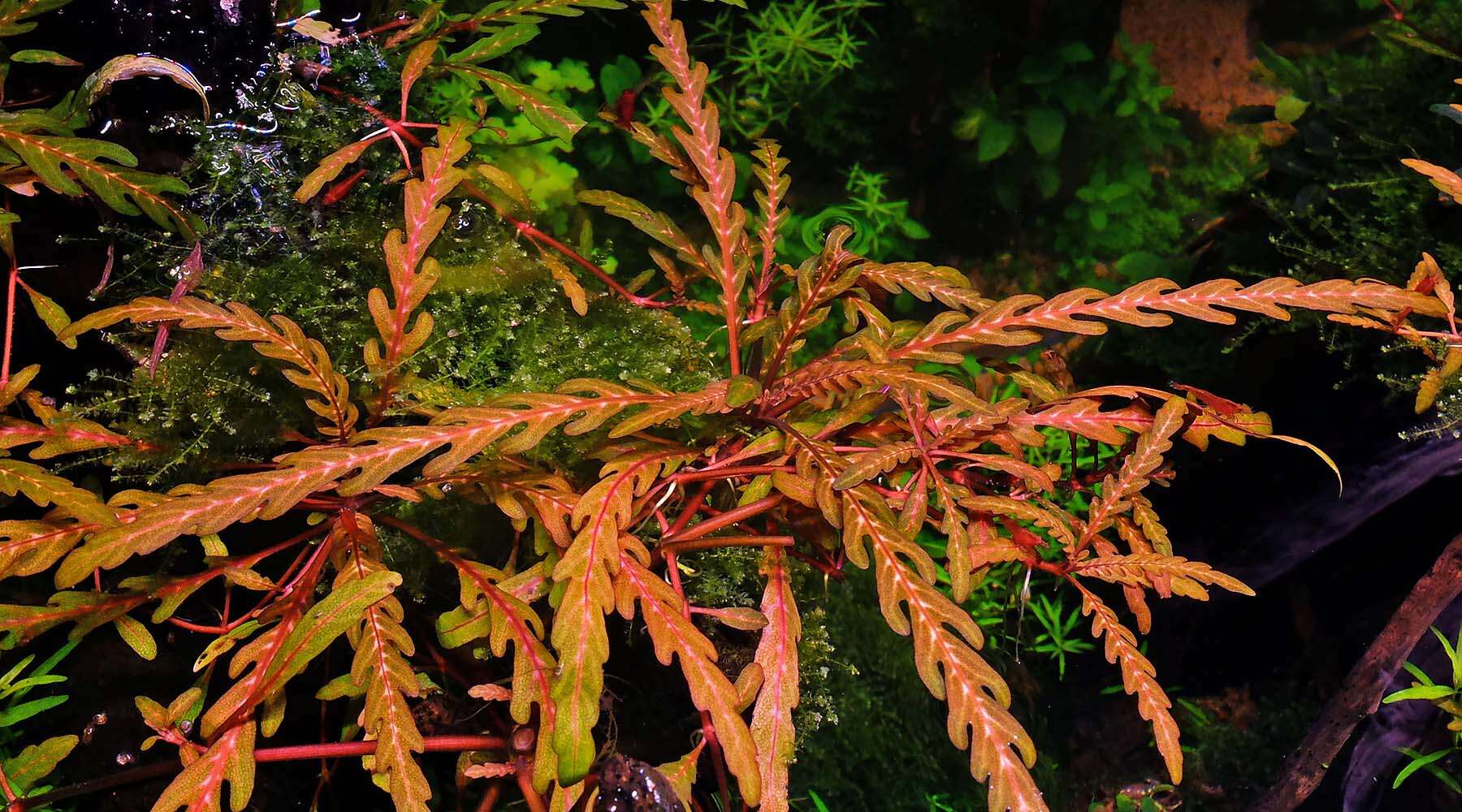 Hygrophila Pinnatifida Invitro