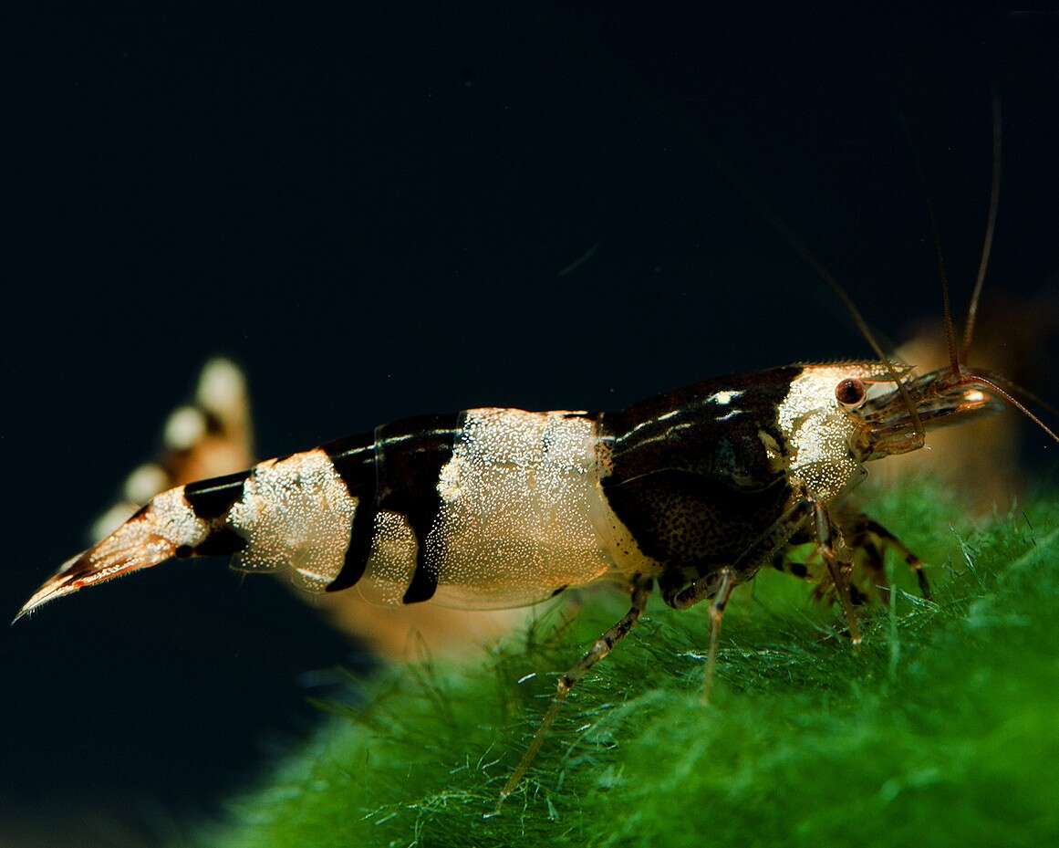 CARIDINA sp.black/white bee