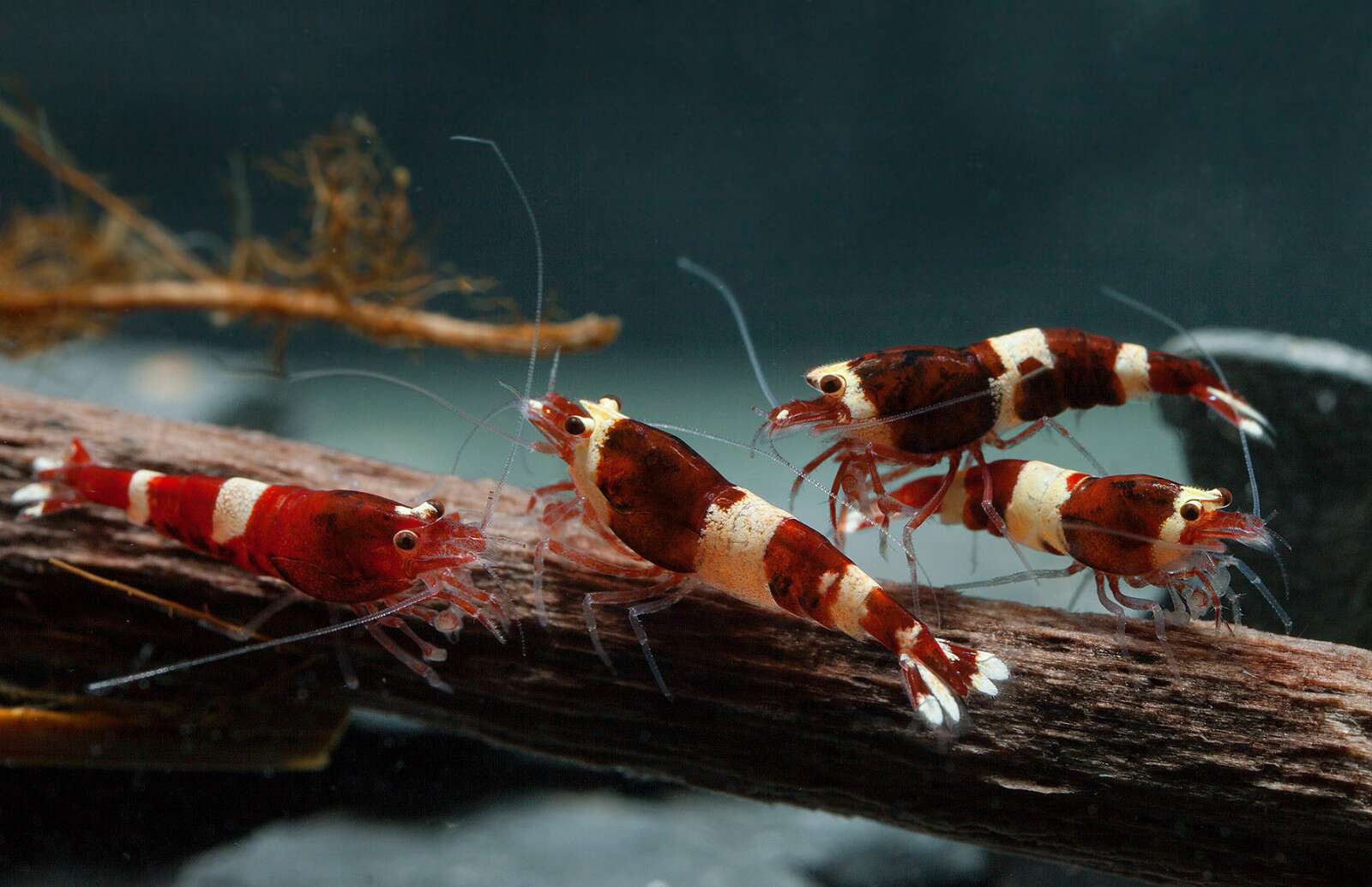 NEOCARIDINA bee wine red