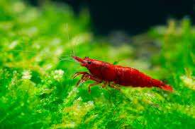 NEOCARIDINA bloody mary