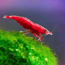 NEOCARIDINA bloody mary