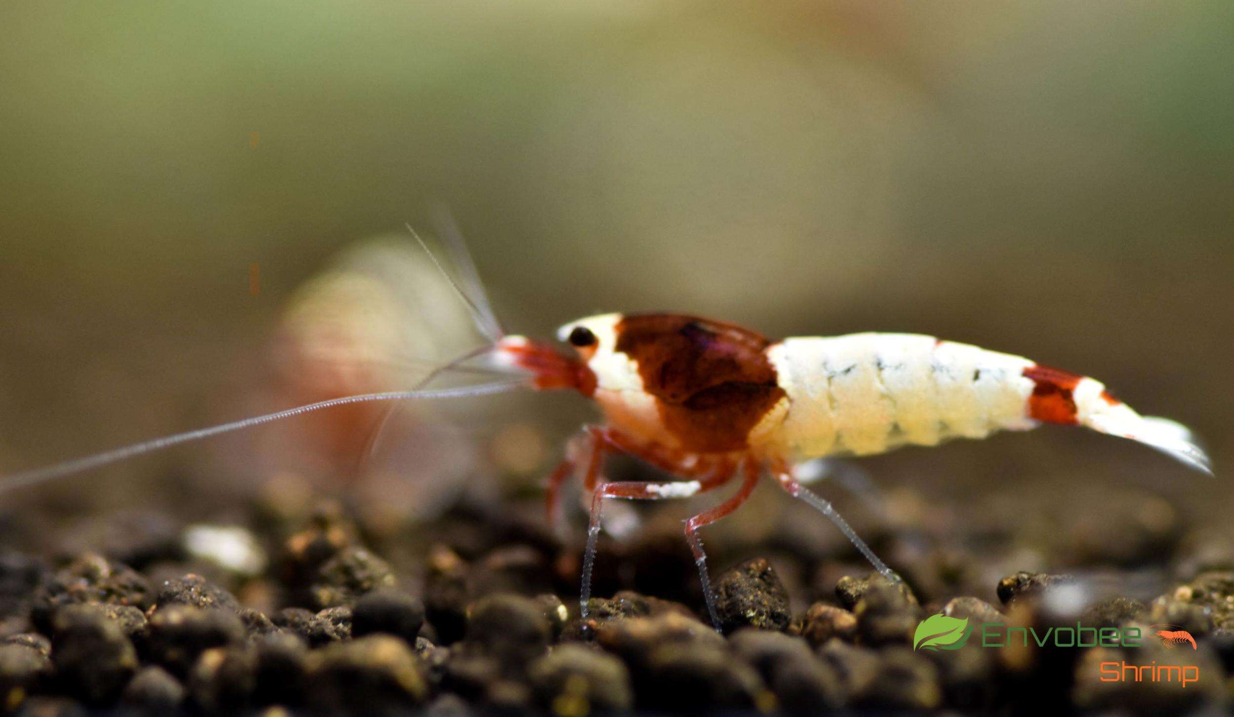 CARIDINA taiwan red wine Mosura