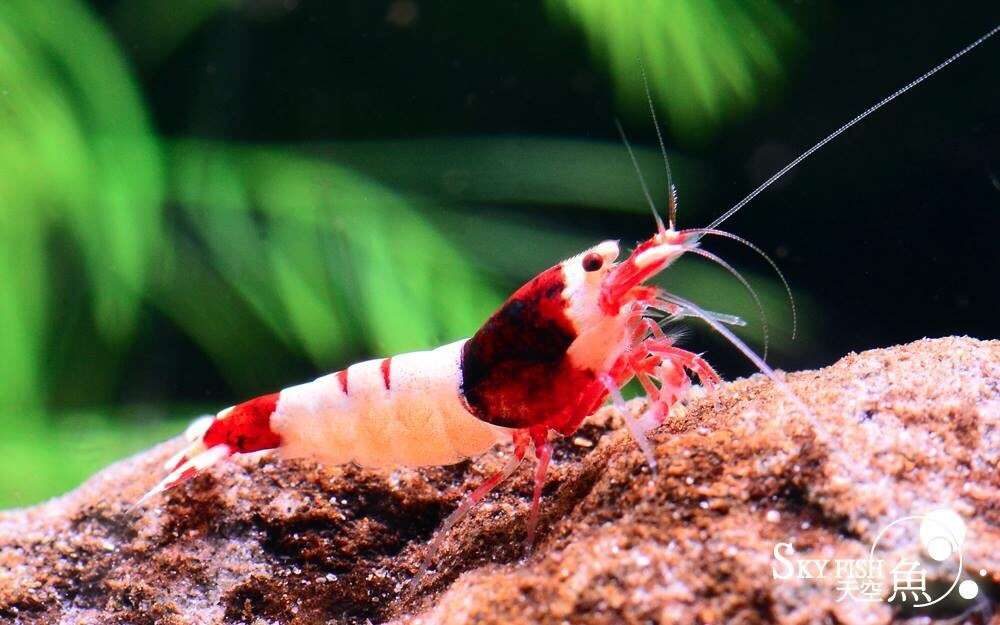 CARIDINA taiwan red wine Mosura