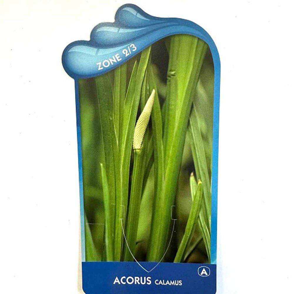 Acorus Calamus