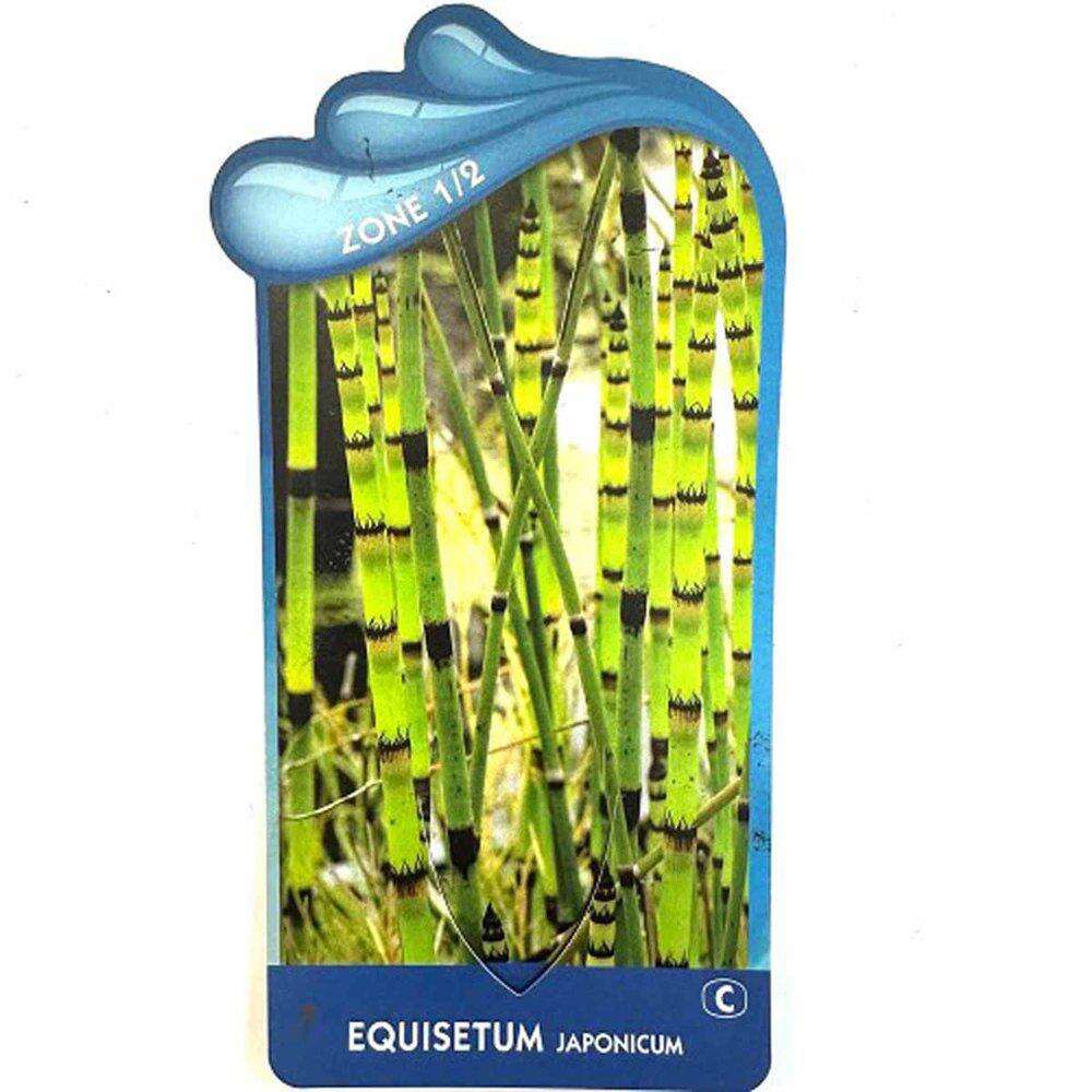 Equisetum Japonicum