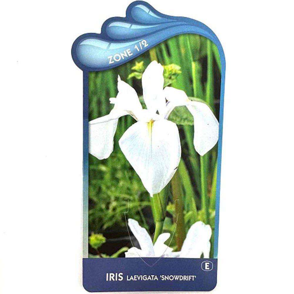 Iris Laevigata 'Snowdrift'