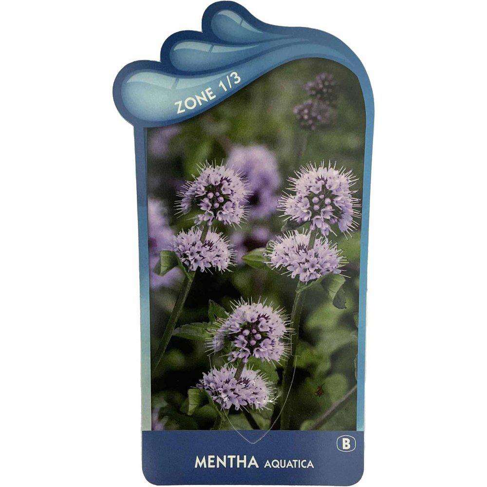 Mentha Aquatica