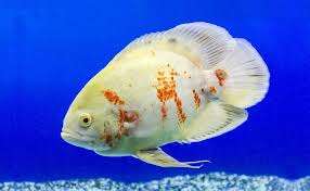 Astronatus Ocelatus albino (Oscar)