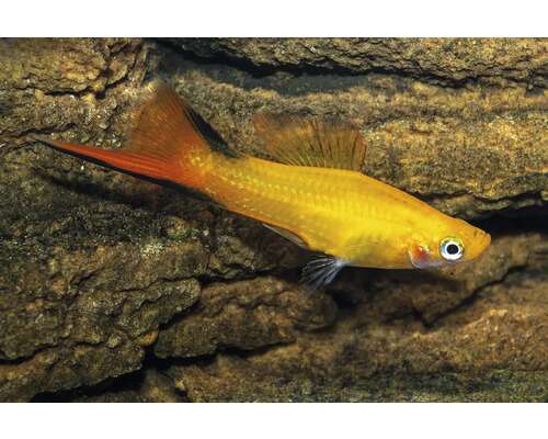 Sverddrager Sunset Comet