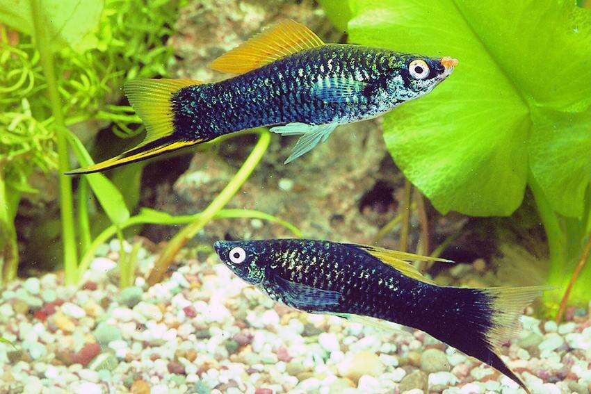 Sverddrager Svart Marmor