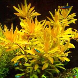 Nesea sp. Gold invitro