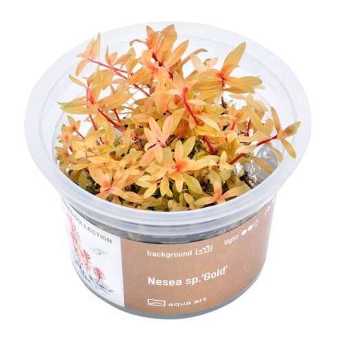 Nesea sp. Gold invitro
