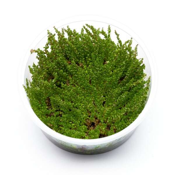 Rotala sp.'Pearl' invitro