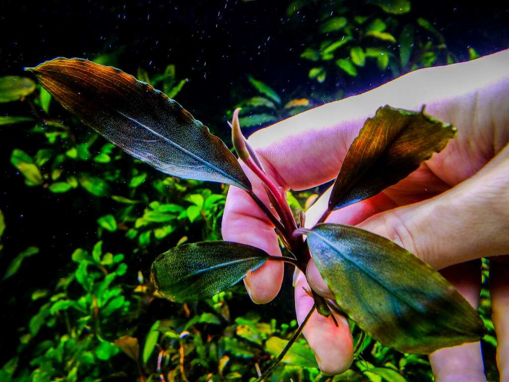 Bucephalandra sp. ’Ulysses’ invitro