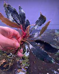 Bucephalandra sp. ’Ulysses’ invitro