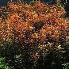 Ludwigia arcuata invitro