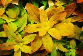 Ludwigia sphaerocarpa Pilosa  invitro