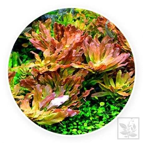 Ludwigia sphaerocarpa Pilosa  invitro