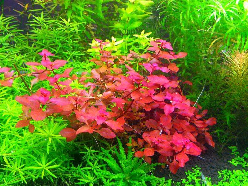 Ludwigia sp. super Mini Red invitro