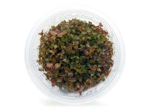 Ludwigia sp. super Mini Red invitro