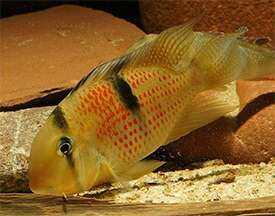 Guianacara sphenozona suriname red spot 6-10cm