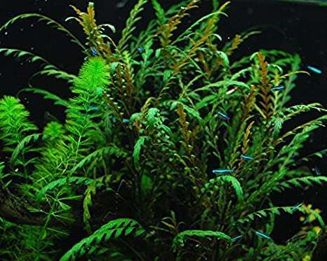Hygrophila Pinnatifida Invitro