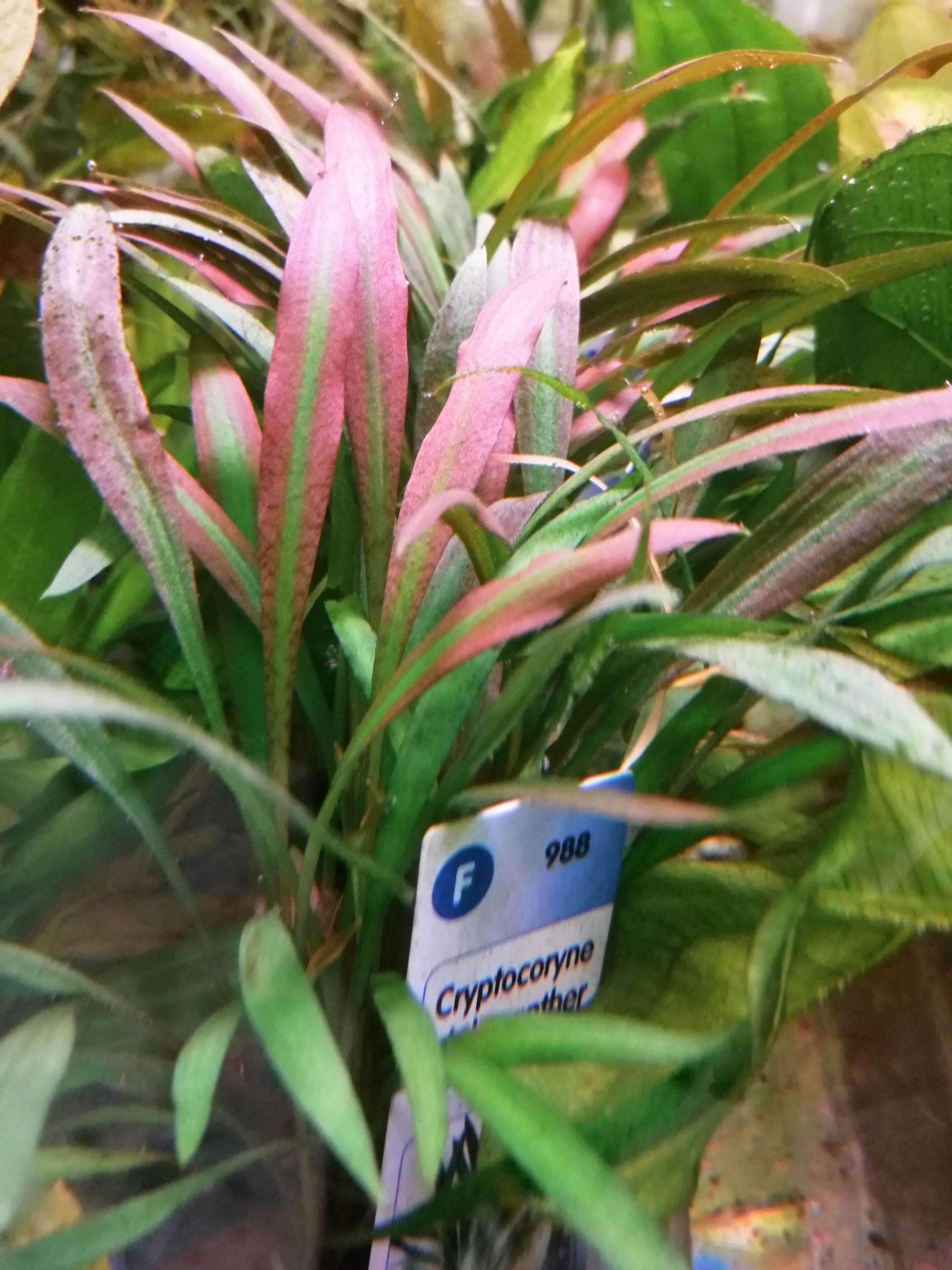 Cryptocoryne Pink Panther