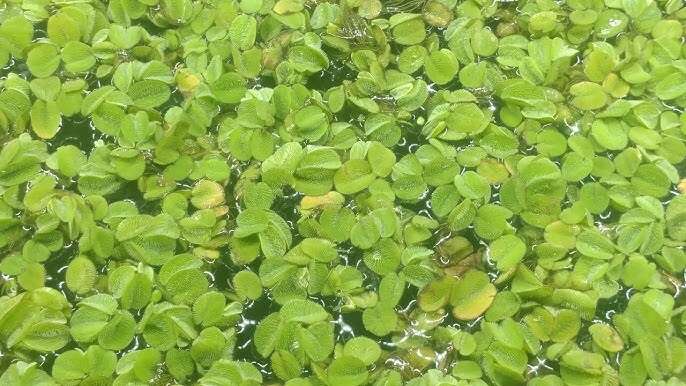 Salvinia auriculata invitro