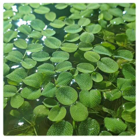 Salvinia auriculata invitro