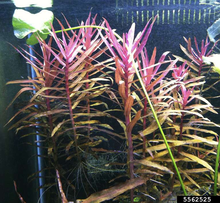 Ammania Gracilis invitro