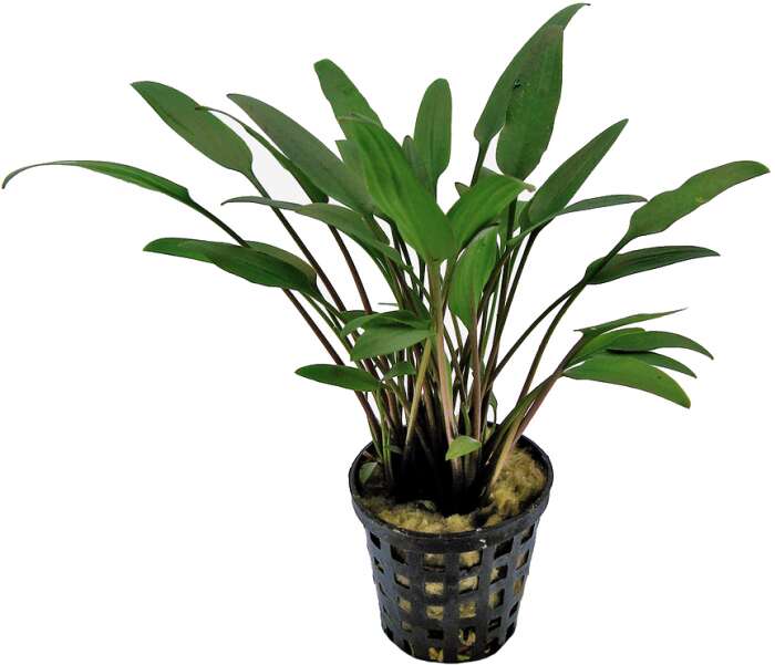 Cryptocoryne Nevelli