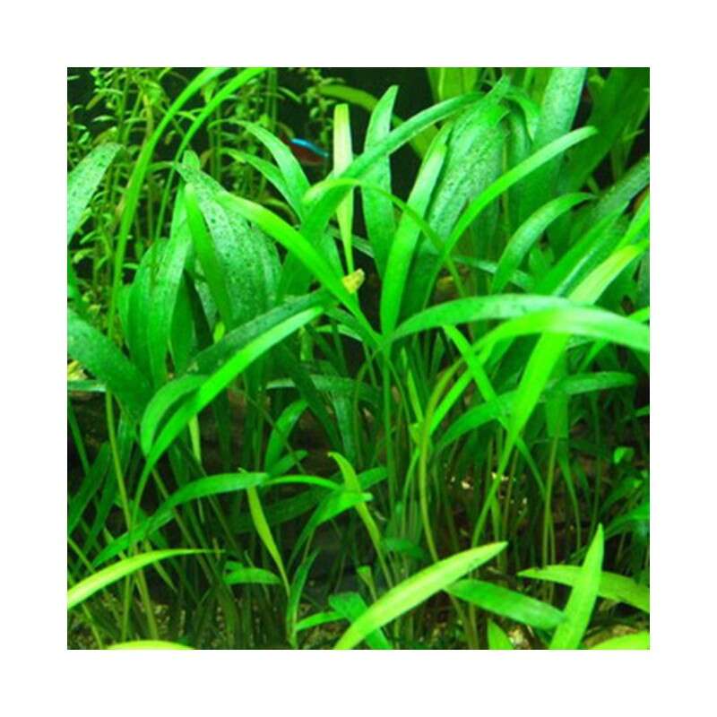 Cryptocoryne Nevelli