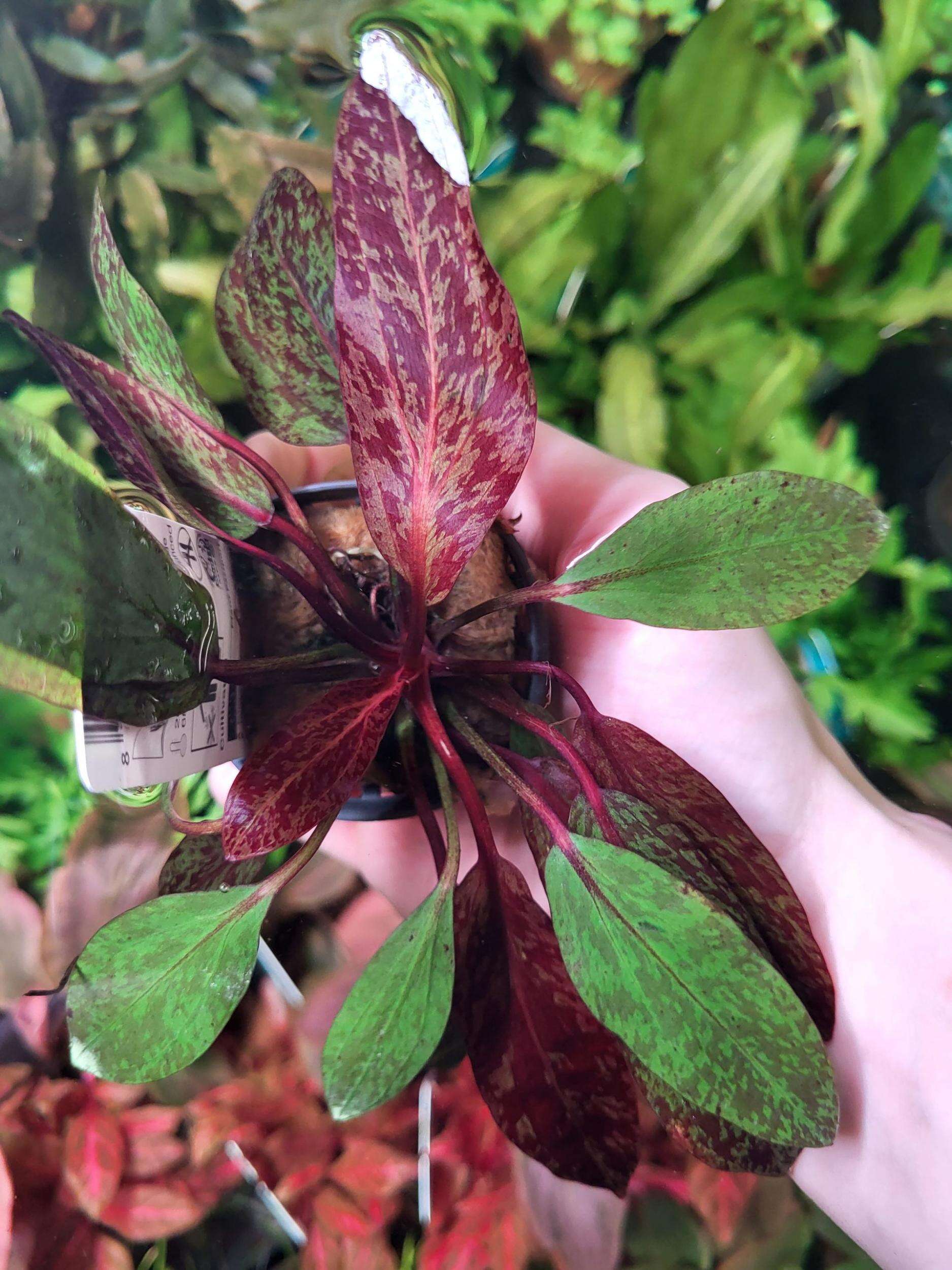 Echinodorus Purpurea