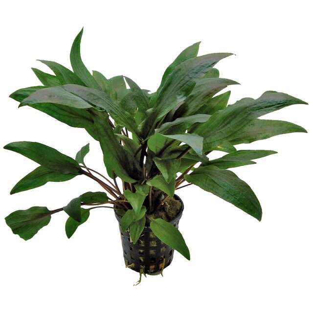 Cryptocoryne undulatus Kasselman