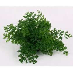 Bolbitis heteroclita difformis